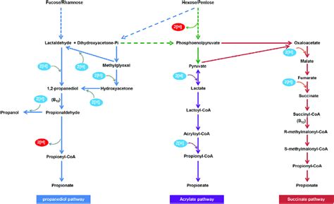 The Three Pathways Of Propionate Formation In The Rumen Download Scientific Diagram