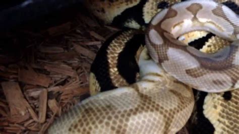 Breeding Ball Pythons Youtube