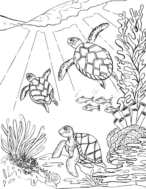 Turtle Coloring Pages Coloringbay