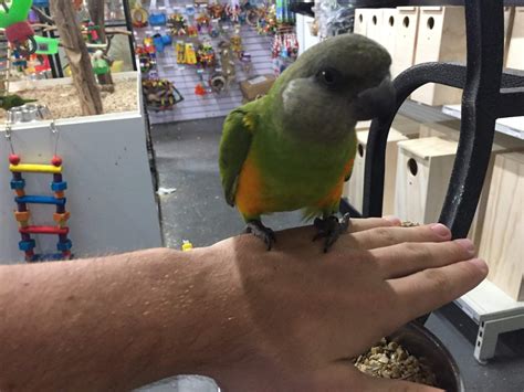 Senegal Parrot Melbourne | Hand Reared Babies | Pet Senegal Parrots