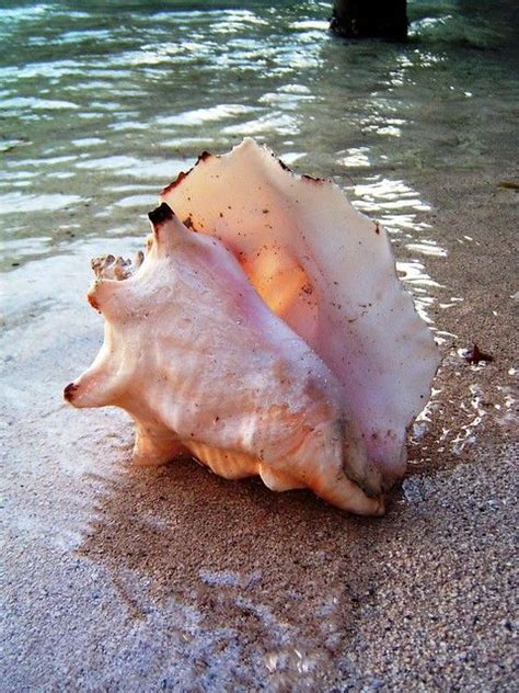 Conch Shell Sea Shells Ocean Sea Creatures