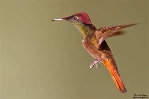 Hummingbirds | Focal World