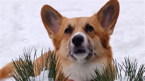 Коргі Торі 💙💛 я з України! #corgi #ukraine #коргіторі #коргі #корги ...