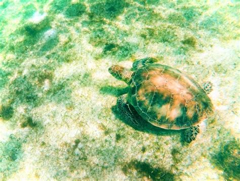 Swimming With Sea Turtles In Akumal Mexico Traveldads