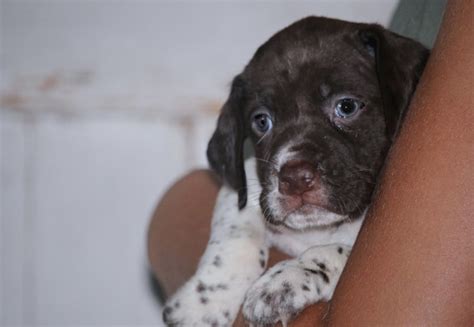 Braque Francais Puppies – Boykin Spaniels and other Gun Dogs Available ...