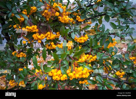 Scharlachrote Feuerdorn Pyracantha Coccinea Gelbe Scarlet Firethorn