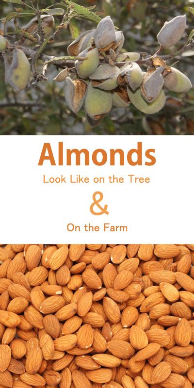 How To Grow Almonds Tree Where Do The Almonds Come From Everything About Garden