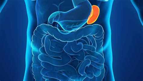 Para Que Serve O Baço No Corpo Humano - Baço: anatomia, função e doença – Respostas Sempre Atualizadas