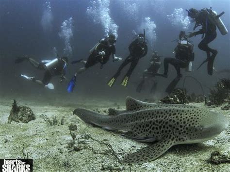 Christine Dudgeon Spot The Leopard Shark Thailand Community Based