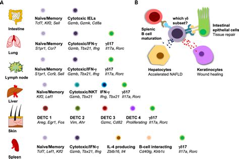 Peripheral Heterogeneity Crosstalk And Functions A A Schematic