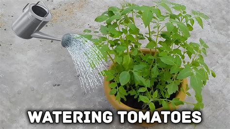 Watering Tomatoes When To Water Tomatoes How To Water Tomato Plant