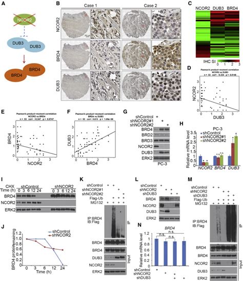 Dub Promotes Bet Inhibitor Resistance And Cancer Progression By