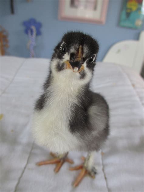 Black Copper Marans Time Progression Of Sexing Updated With Weeks 1 3 Pictures Backyard