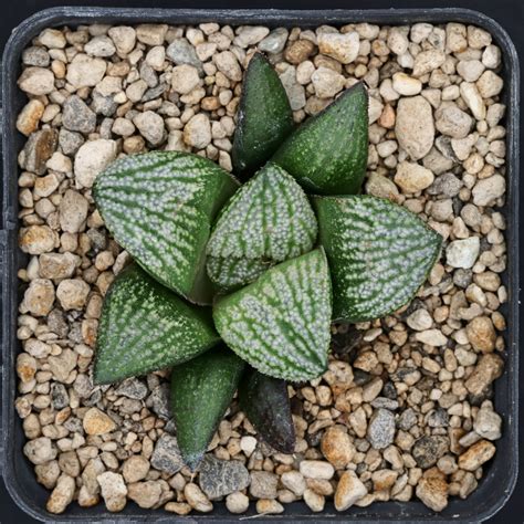 Haworthia hybrid 50 x splendens - HaworthiaLand