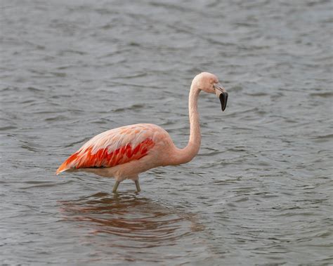 30000 Free Flamingo Silhouette And Flamingo Images Pixabay