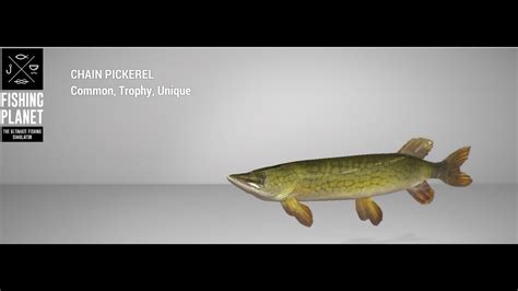 Fishing Planet Quanchkin Lake Trophy Chain Pickerel Float Youtube