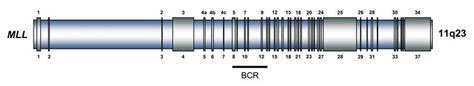 Schematic Representation Of The Mll Gene Structure Mll The Mammalian