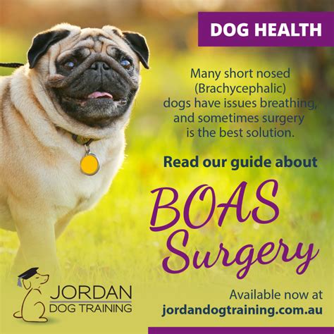 Boas Surgery A Breath Of Fresh Air For Brachycephalic Breeds Jordan