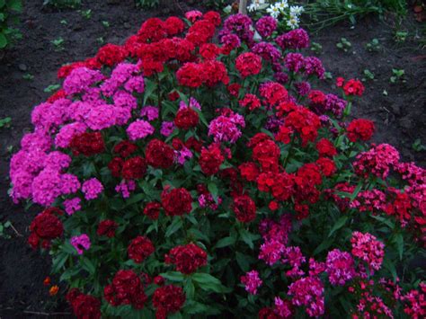 Турецкая гвоздика на клумбе (64 фото) » НА ДАЧЕ ФОТО