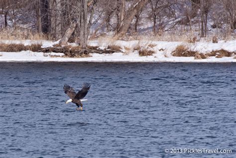 Visit Eagles, Be Grumpy & Mississippi River views | Rural U.S.A.