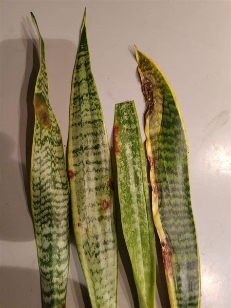 Brown spots on Sansevieria (snake plants) that turn into mushy, wet