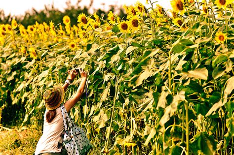 Fun Under the Sun: Sunflower Festival in Zama - GaijinPot InJapan