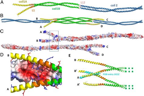 Atomic Structure Of The Vimentin Central Helical Domain And Its