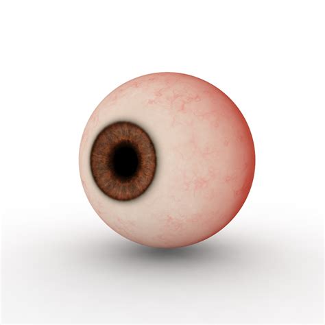 eyeball  model