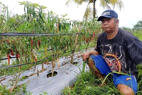 Karena Ini Petani Cabai Merugi Belasan Juta Rupiah Balipost