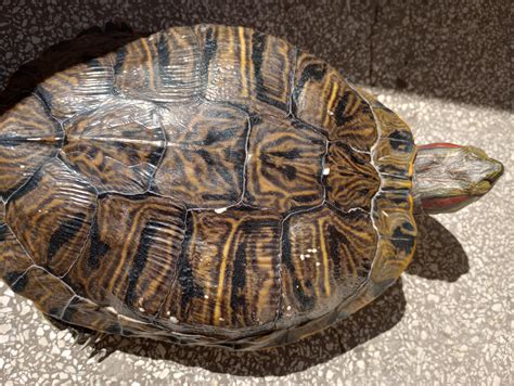 can turtle sick indoors 11