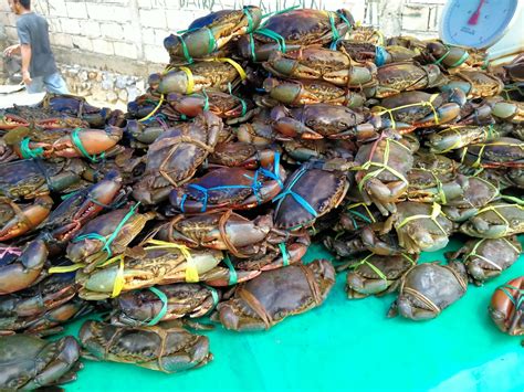 Harga Kepiting Bakau Naik Ini Penyebabnya Mediakendari