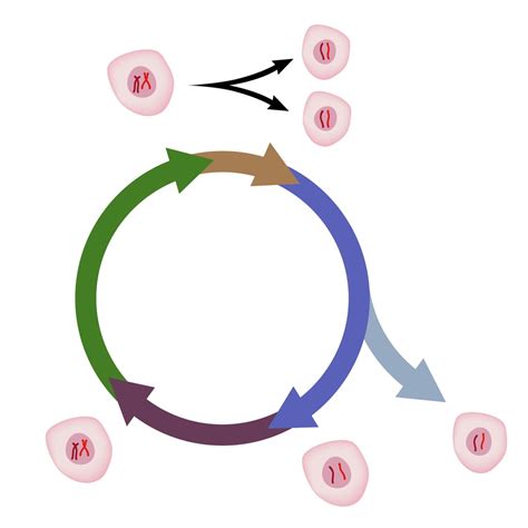 Phases Cell Cycle and Mitosis Diagram | Quizlet