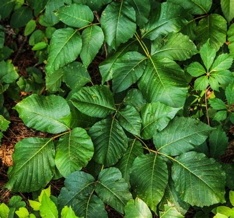 Poison Ivy Allergy - Pioneerthinking.com