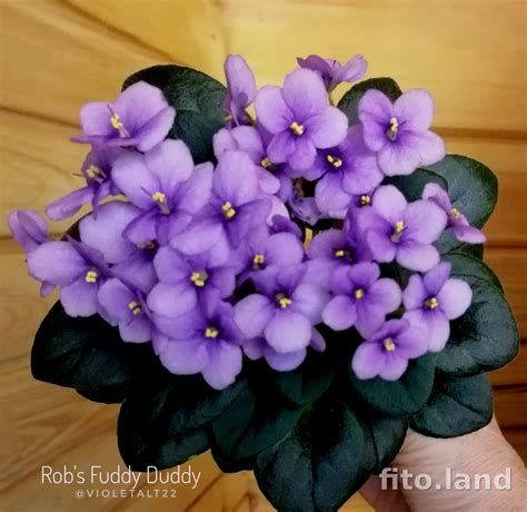 Фиалка Rob's Fuddy Duddy