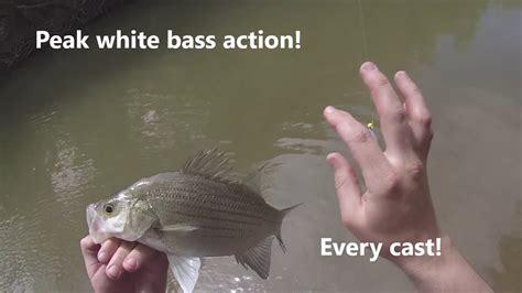 White Bass Frenzy In The Creeks Texas Peak Spawning Run Action Fish