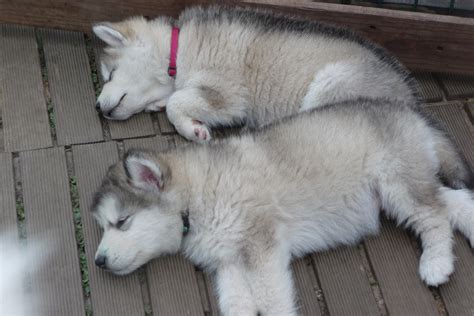 Le Malamute d'Alaska - Snow Girls Team