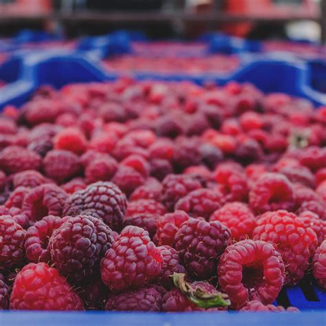freeze dried  fresh ingredients  wins trendi