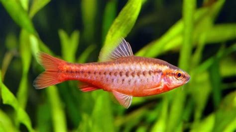 Cherry Barb Care Guide For Beginners Avid Aquarist