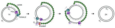 Strand Displacement Model Of Mtdna Replication Replication Of Mtdna Is