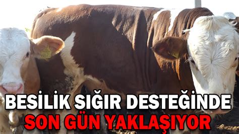 BESİLİK SIĞIR DESTEĞİNDE SON GÜN YAKLAŞIYOR Köroğlu Gazetesi Bolu