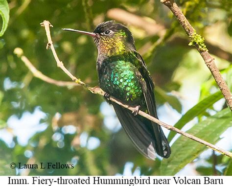 Bird & Wildlife Photo Gallery for Panama-Hummingbirds