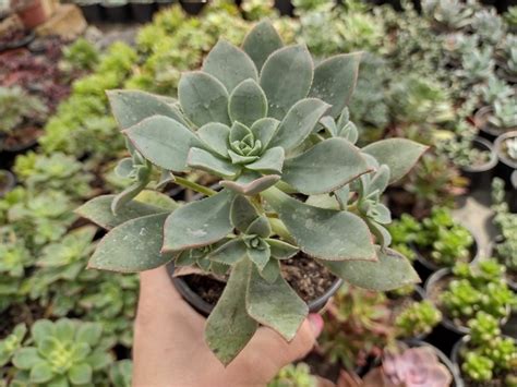 Aeonium Haworthii Pote Suculindas Da Ioi