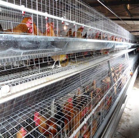 Broiler Rearing Cage With Manure Removal System Dingtuopoultry