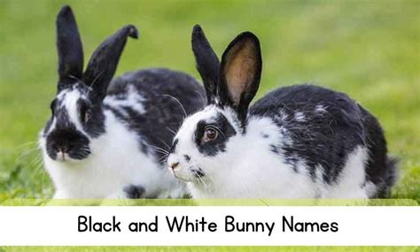 70+ Unique Black and White Bunny Names