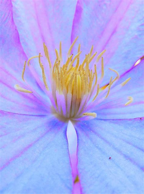 Clematis Close Up Photograph By Honey Behrens Fine Art America