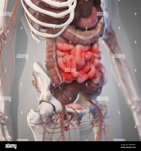 Abdominal organs, illustration Stock Photo - Alamy