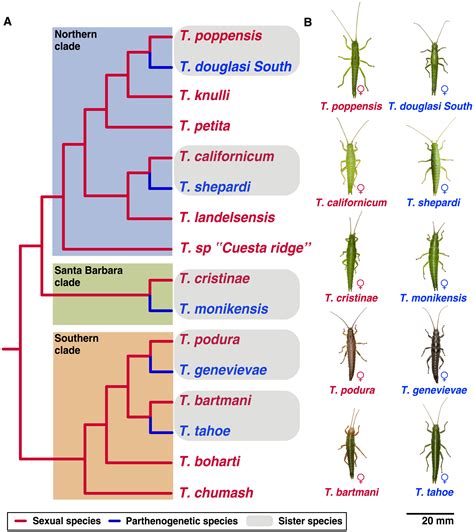 Asexual Reproduction Can Have Negative Effects On Genome Evolution In Stick Insects