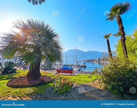 The Spread Windmill Palm In Park On Lake Maggiore Locarno Switzerland