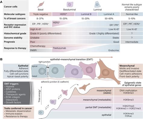 A Characteristics Of Breast Cancer Subtypes Based On Collated Data Download Scientific