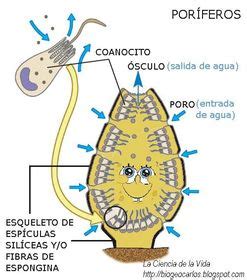 Los Por Feros Caracter Sticas Generales Slide Set